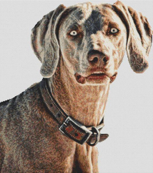 (image for) Weimaraner Beauty